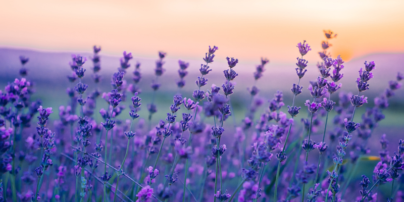 Fellesordningen for AFP